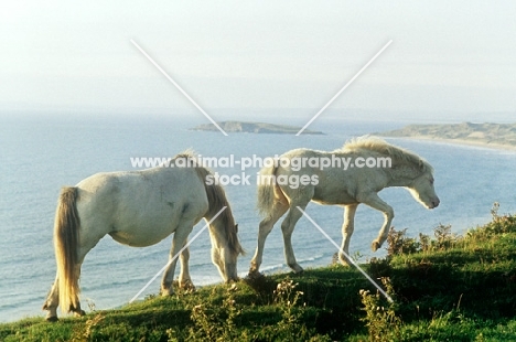 welsh mountain pony mare and foal at rhosilli, wales