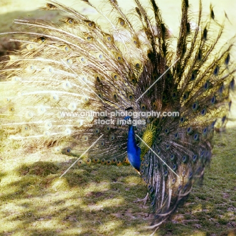 indian blue peacock