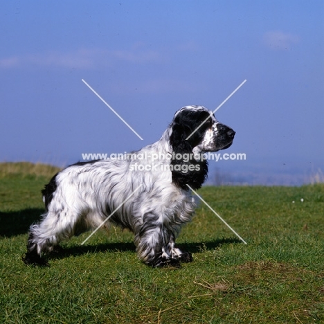 english cocker spaniel standing on the hillside