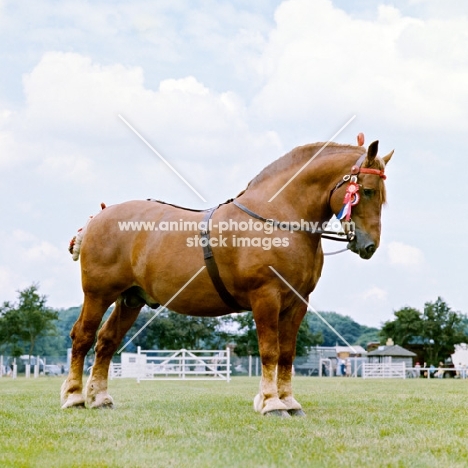 suffolk punch stallion at show