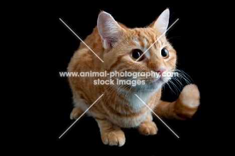 Ginger cat crouching ready to pounce