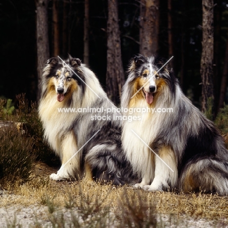 rough collies,  ch cathanbrae polar moon at pelido,ch jaden mister blue at pelido, sitting by dark woods