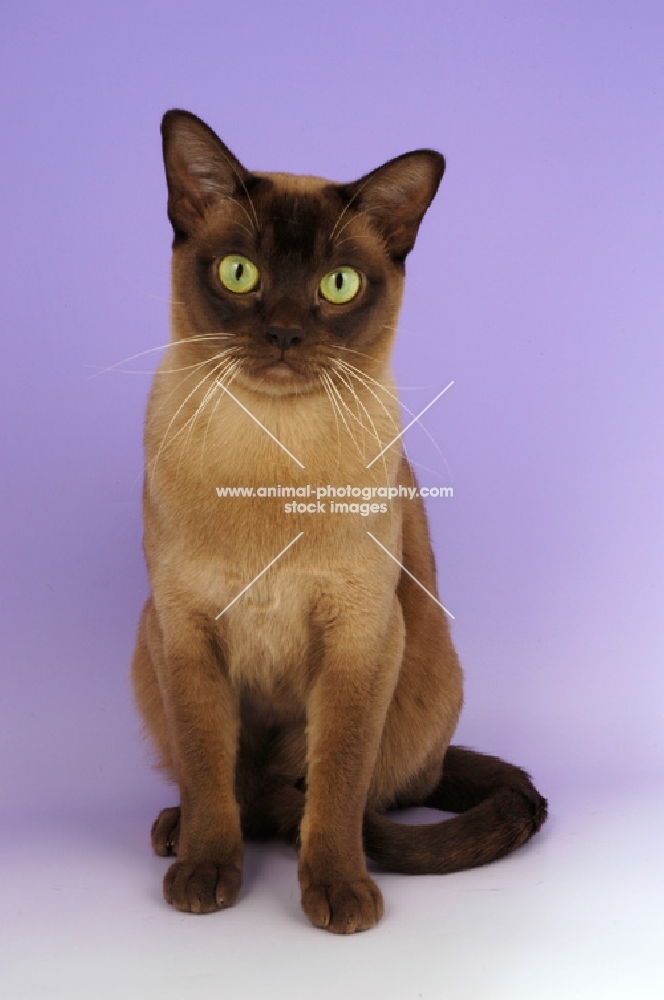 chocolate burmese cat looking at camera