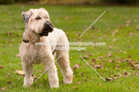 Soft Coated Wheaten Terrier standing on grass