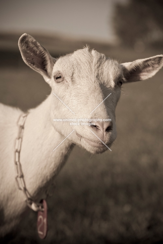 white Saanen dairy goat with collar