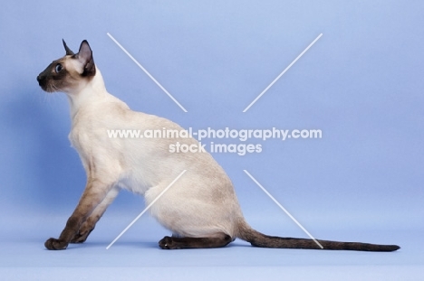 1 year old seal point Siamese sitting down