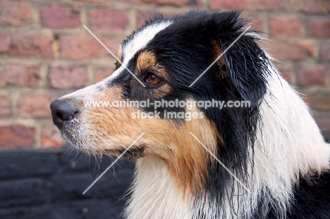 Australian Shepherd dog, concentrated