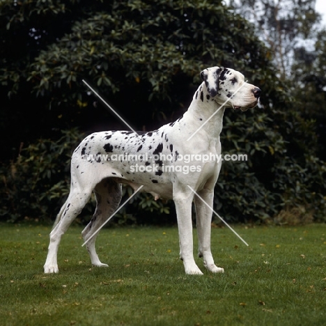 harlequin great dane from helmlake standing on grass