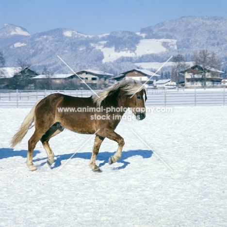 side view of Haflinger colt trotting in the snow at Ebbs Austria