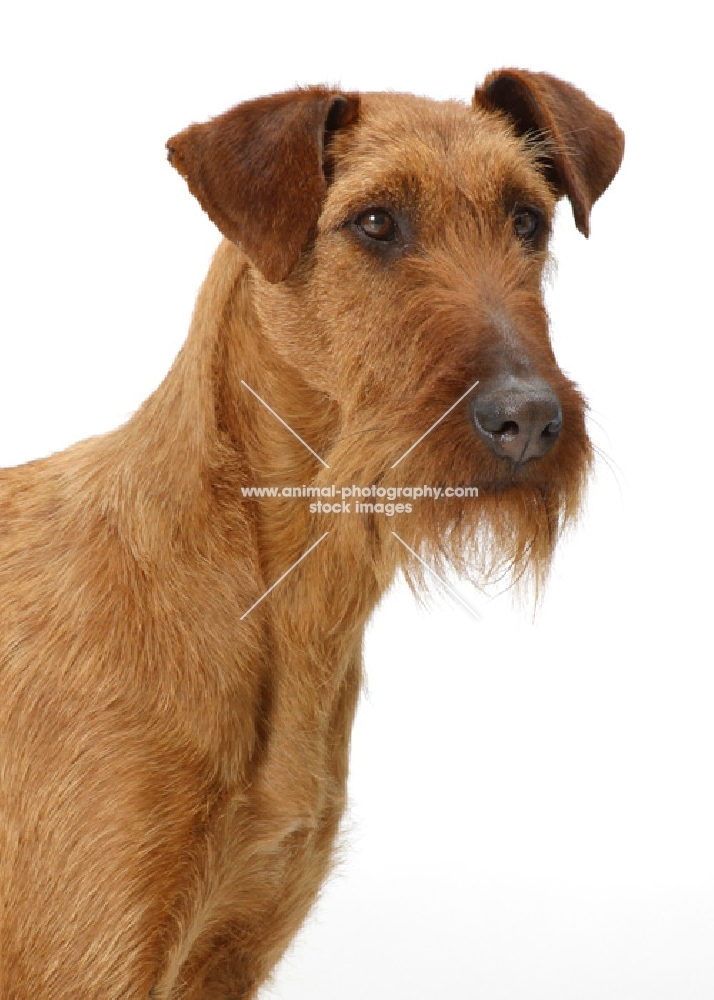 Irish Terrier on white background, portrait 