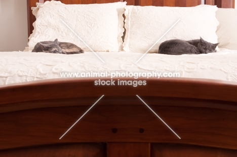 two cats sleeping on bed