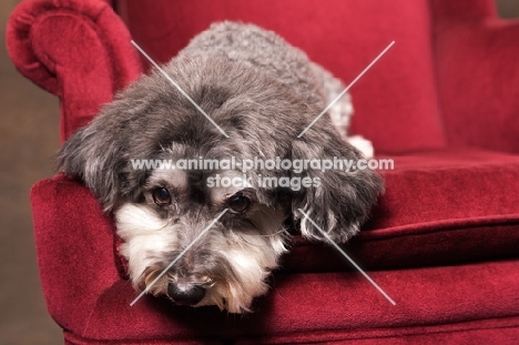 Schnoodle (Schnauzer cross Poodle) lying on chair