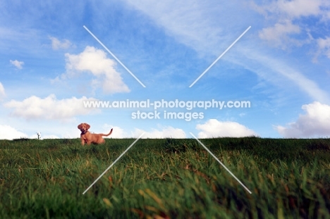 Nova Scotia Duck Tolling Retriever puppy standing in field