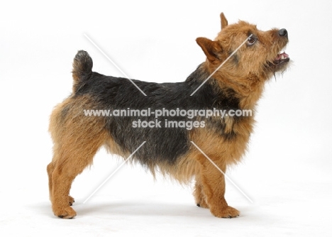 Norwich Terrier on white background