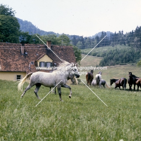 lipizzaner colt cantering at wilhelm, piber