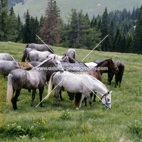 lipizzaner colts at stubalm, piber