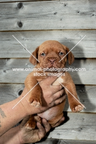 Dogue de Bordeaux puppy being held up