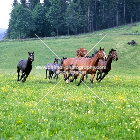 Lipizzaner and austrian half bred colts at Piber