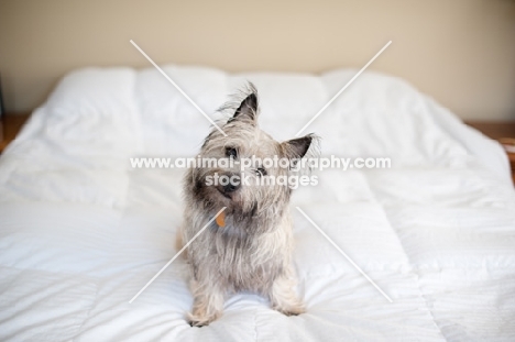Shaggy wheaten Cairn terrier sitting on bed with head tilted.