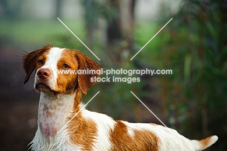 Brittany Spaniel