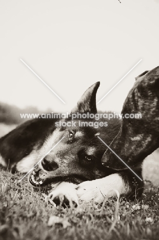 Husky Crossbreed playing