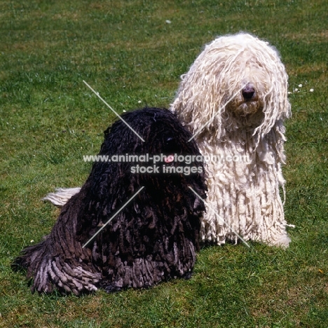 hungarian puli and komondor on grass