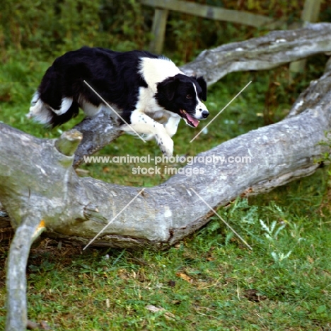 border collie, show dog, jumping over a fallen tree 