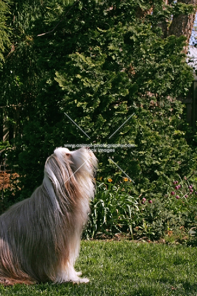 fawn bearded collie looking up