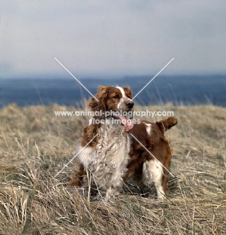 sh ch liza of linkhill welsh springer spaniel on hillside in dry grass 