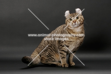 Brown Spotted Tabby American Curl sitting on dark background