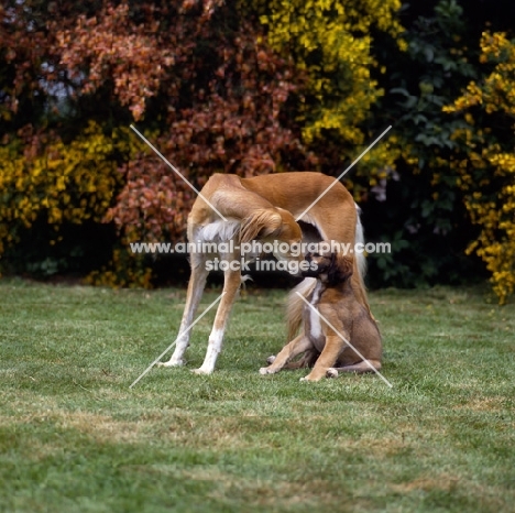 ch jazirat bahiyya (bronte), saluki mother and puppy, winner hound group crufts 1991