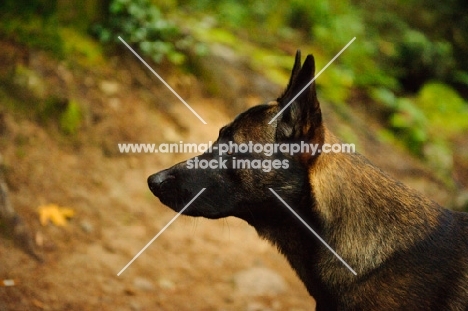 Malinois profile