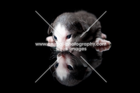 Peterbald kitten lying down, looking at own reflection, 2 weeks