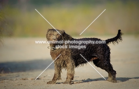 American Water Spaniel