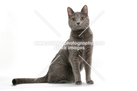 female Chartreux cat