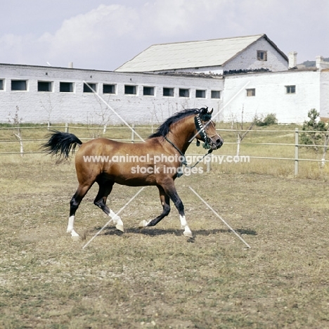 Nabeg Russian Arab trotting in stallion paddock full body