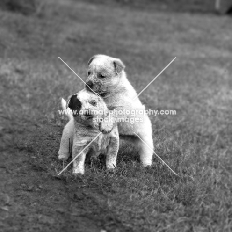 two australian cattle dog puppies, formakin,
