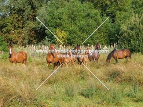 group of Welsh Cobs (section d)