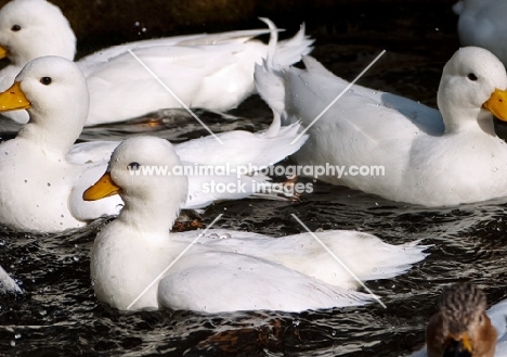 white call ducks in pond