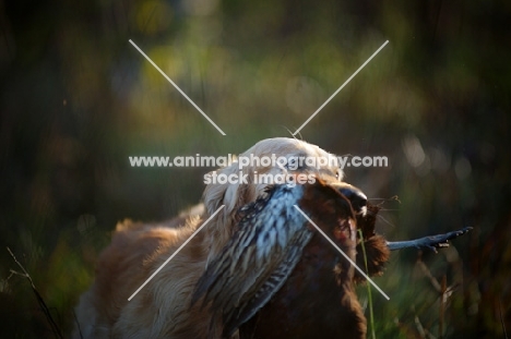 golden retriever with pheasant in its mouth