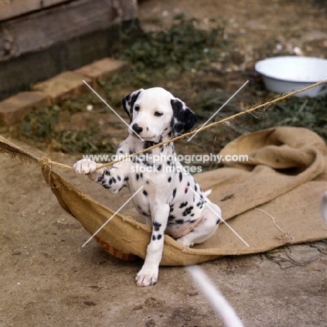 dalmatian puppy sitting playing on a sack