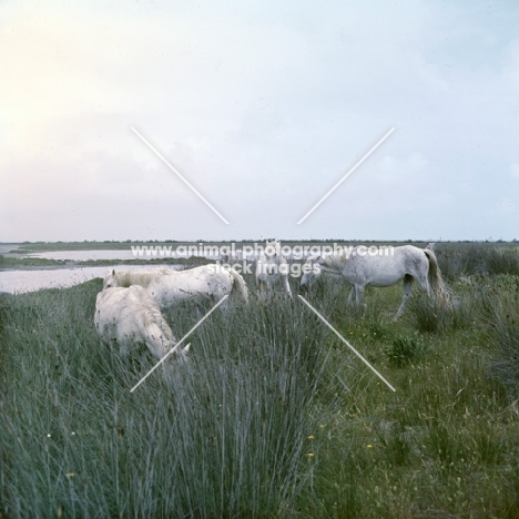 group of Camargue ponies grazing in marshes