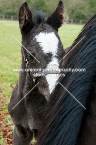 one thoroughbred foal in green field by its Mother