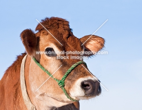 lovely Jersey cow with halter and collar