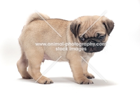 cute Pug puppy in studio