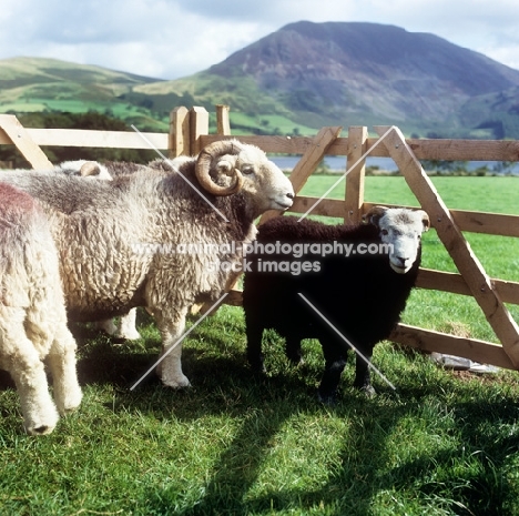 herdwick sheep in lake district