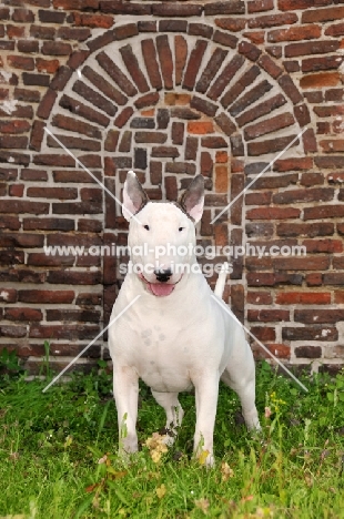 Bull Terrier in front of a wall