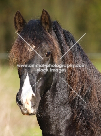 beautiful Welsh Cob (section d)