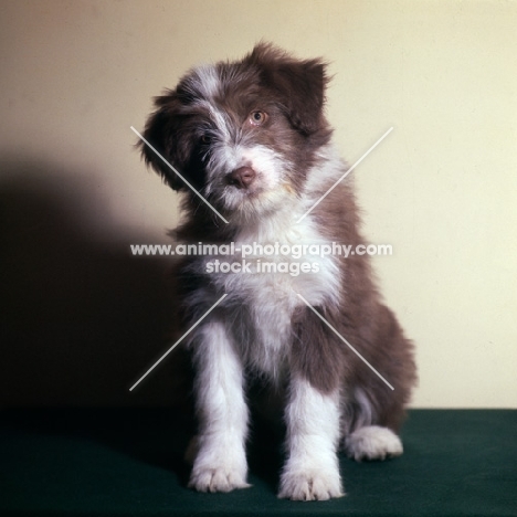 willison's barrapol, bearded collie puppy 3 months old