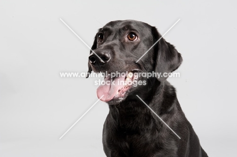 Black lab on grey studio background.